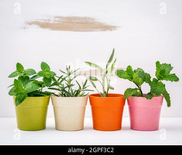 Divers types d'herbes du jardin en pots de couleur blanche avec fond en bois miteux. Menthe verte, menthe poivrée, sauge et romarin planté dans des pots. Banque D'Images