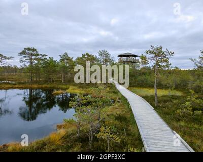 Tour en bois point de vue dans marécage ou tourbière, Viru raba, Estonie Banque D'Images