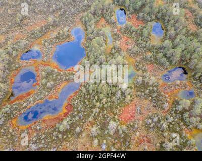 Marais et forêt dans la réserve naturelle estonienne. Vue aérienne de drone Banque D'Images
