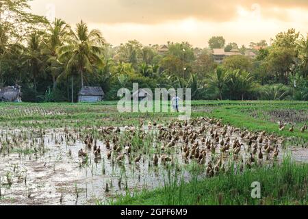 Un agriculteur se trouve dans un rizière où les canards baignent et mangent des escargots, un paysage agricole typique de l'île de Bali, en Indonésie Banque D'Images