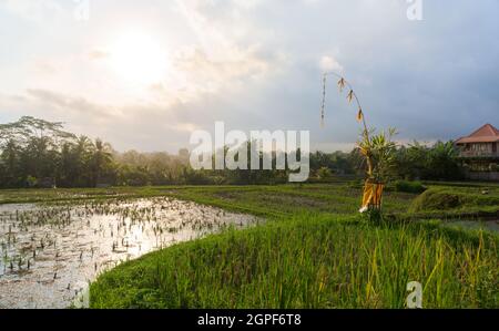 Un mât de prière balinais est planté dans un champ de riz inondé, un paysage typique de l'île de Bali, en Indonésie Banque D'Images