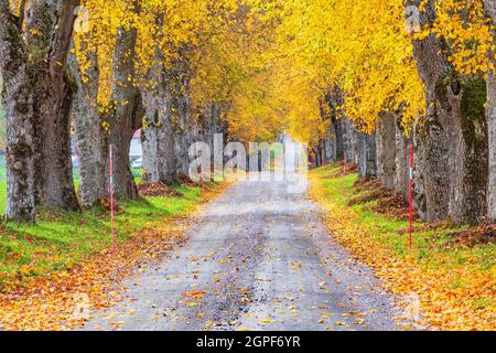 Route de campagne avec arbres de couleur d'automne Banque D'Images