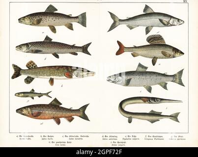 Truite brune, Salmo trutta a,c, huchen en voie de disparition, Hucho hucho b, omble de lac, Salvelinus umbla d, grisonnante, Thymallus thymalus e, corégone, Coregonus wartmanni f, Éperlan, Osmerus eperlanus g, grand brochet, Esox lucius h, et garbrochet, Belone Belone i. Chromolithograph de Gotthilf Heinrich von Schubert, Histoire naturelle des royaumes animaux pour l'école et la maison (Naturgeschichte des Tierreichs fur Schule und Haus), Schreiber, Munich, 1886. Banque D'Images