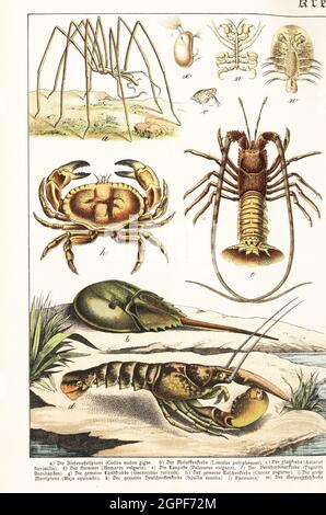 Araignée de mer, Colossendeis megalonyx a, crabe américain en fer à cheval, Limulus polyphemus b, homard, Homarus gammarus d, homards épineux, Palinurus mauritanicus e et crabe comestible, cancer pagurus h. Chromolithograph de Gotthilf Heinrich von Schubert, Histoire naturelle des royaumes animaux pour l'école et la maison (Naturgeschichte des Tierreichs fur Schule und Haus), Schreiber, Munich, 1886. Banque D'Images