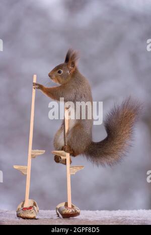 L Ecureuil Roux Est Maintenant Sur Pilotis Avec Des Chaussures A Photo Stock Alamy