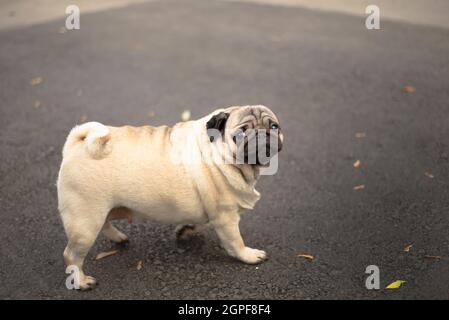 PUG pour une promenade. Chien domestique. Animal de compagnie préféré. Banque D'Images