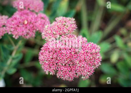 Sedum purpurascens fleurs violettes, famille des Crassulaceae d'orpine. Gros plan. Banque D'Images