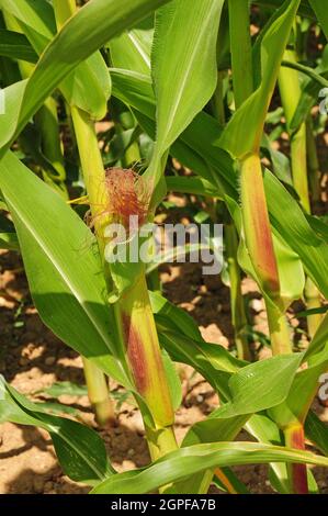 Des épis se forment sur le maïs.Zea Mays. Banque D'Images