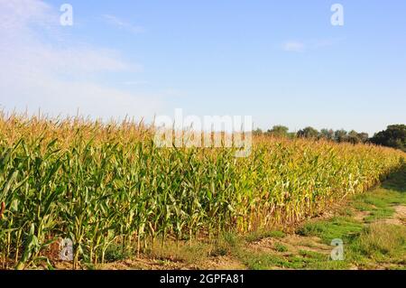 Rapenage du maïs.Cultivé pour l'alimentation du bétail. Banque D'Images