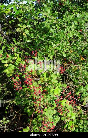 Mûres et globes de Rifeneing dans un hedgerow. Banque D'Images