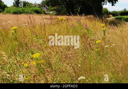 Fleurs sauvages et râles dans une marge de champ. Banque D'Images