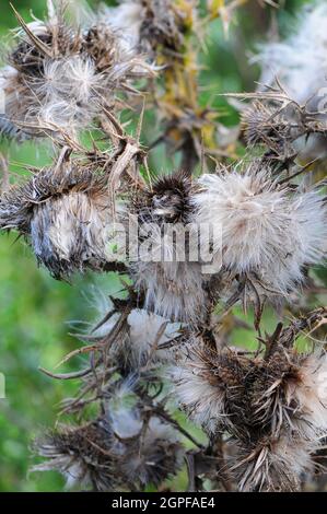 Gros plan de thistledown. Banque D'Images
