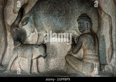 Anciennes sculptures de caverne de base-relief de vache, veau, et homme qui traite la vache, le tout sur une grande formation de roche à Mamallapuram, Tamil Nadu, Inde. Banque D'Images