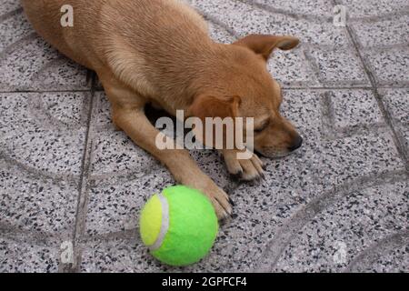 Chien fauve de race mixte allongé sur un sol carrelé qui regarde loin à côté d'une balle de tennis et l'ignore.Chien de sexe féminin qui a l'air triste, peu motivé et ennuyé Banque D'Images