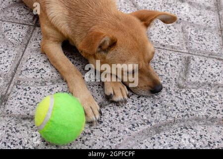 Gros plan sur le visage d'un chien de race mixte allongé sur le sol en regardant loin à côté d'une balle de tennis et en ignorant.Chien féminin triste, sans motivation Banque D'Images