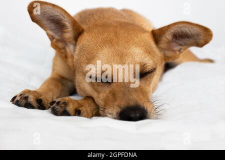 Chien de race mixte de couleur or avec de grandes oreilles et des yeux fermés dormant confortablement dans un lit doux et moelleux isolé sur fond blanc.Gros plan sur la face Banque D'Images