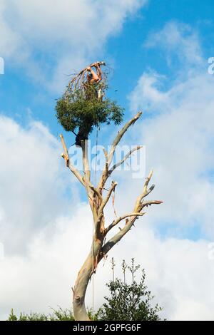 Le chirurgien d'arbre semble se cacher ou jouer cacher et chercher tout en travaillant avec des cordes, scier et couper les branches d'un spécimen d'Eucalyptus que l'arbre est complètement enlevé. ROYAUME-UNI. L'Angleterre pourrait également illustrer un équivalent de l'adage : la tête dans le sable. (127) Banque D'Images