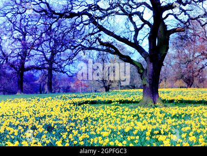 Jonquilles, Wynyard Hall , Stockton on Tees, Cleveland, Angleterre Banque D'Images