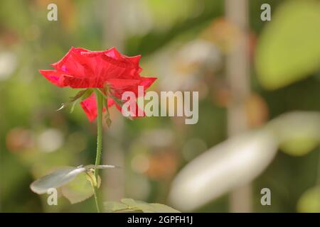 Roses rouges rayées vues du côté sur fond de feuilles vertes Banque D'Images
