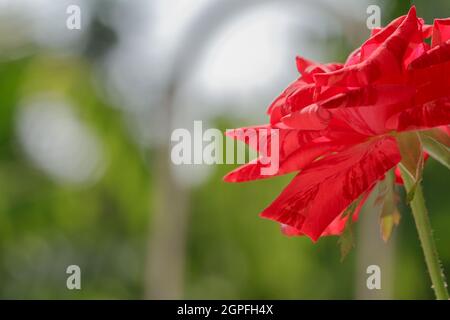 Roses rouges rayées vues du côté contre l'arrière-plan du soleil Banque D'Images