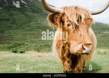 Scottish Highland Cow dans un champ vert de l'île de Skye Banque D'Images