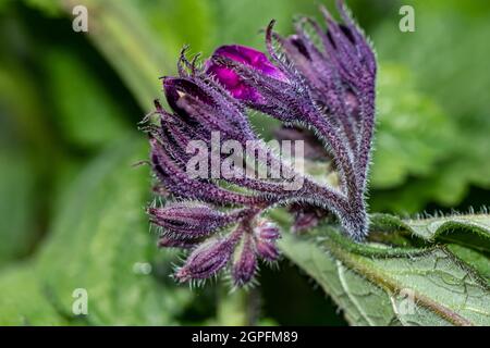 Symphytum officinale fleur dans le champ Banque D'Images