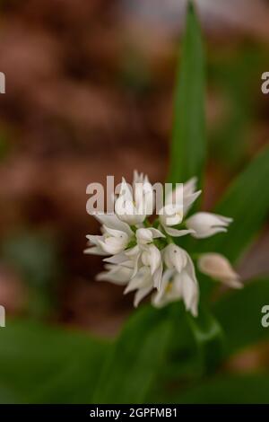 Cephalanthera longifolia fleur dans le champ Banque D'Images