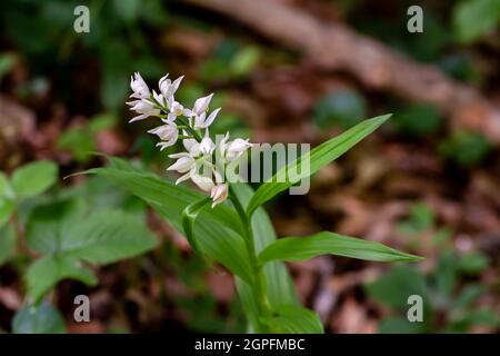 Cephalanthera longifolia fleurs croissant dans le champ Banque D'Images