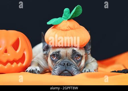 Chien Bulldog français avec chapeau de citrouille déguisé Halloween couché devant un fond noir Banque D'Images