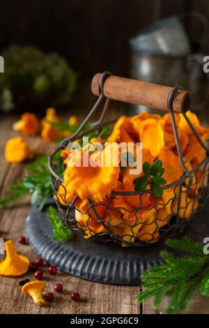 Chanterelles de champignons dans un bol rétro en fer et mousse de forêt sur un vieux fond en bois. Maquette. Vue de dessus. Banque D'Images