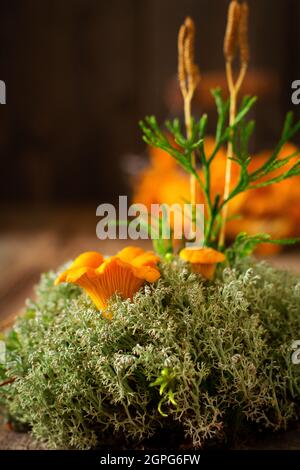 Chanterelles de champignons dans un bol rétro en fer et mousse de forêt sur un vieux fond en bois. Maquette. Vue de dessus. Banque D'Images