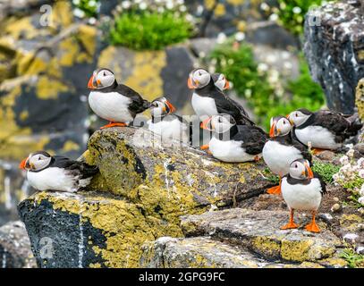 Groupe de macareux, Fratercula arctica, sur la falaise rocheuse, l'île de la réserve naturelle d'oiseaux de mai, Ecosse, Royaume-Uni Banque D'Images