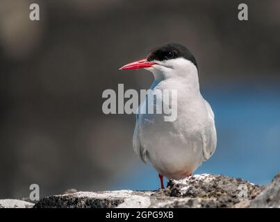 Gros plan sur la sterne arctique, Sterna paradisaea, debout sur un mur avec fond flou, réserve naturelle d'oiseaux marins de l'île de Mai, Écosse, Royaume-Uni Banque D'Images