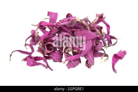 Fleurs d'échinacée séchées, isolées sur fond blanc. Pétales d'échinacée purpurea. Herbes médicinales. Banque D'Images