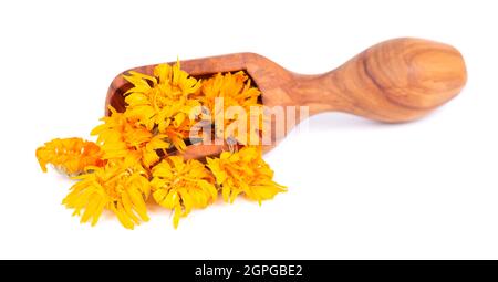 Fleurs de calendula séchées dans une cuillère en bois, isolées sur fond blanc. Pétales de Calendula officinalis. Herbes médicinales. Banque D'Images