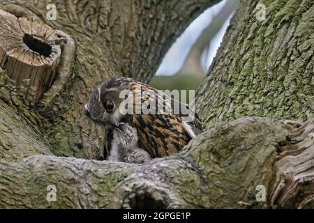 Hibou eurasien / hibou européen de l'aigle (Bubo bubo) poussins d'alimentation femelles nichent dans l'arbre Banque D'Images