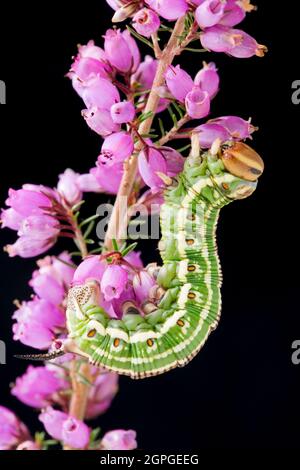 Un exemple de la chenille de l'éperon du pin, Hyloicus pinastri, photographiée dans un studio reposant sur un arrière-plan noir. Dorset Banque D'Images