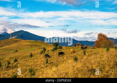 Un troupeau de vaches tombe sur un inondé de lumière du soleil et mange de l'herbe sur fond de la nature de Les Carpates et le ciel Banque D'Images