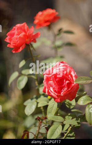 Les roses roses fleuissent dans le jardin d'automne Banque D'Images