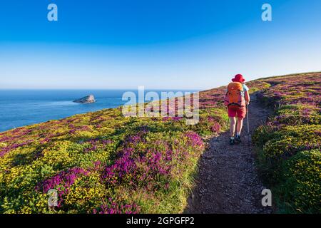 France, Côtes d'Armor, Plevenon, Grand site de France Cap d'Erquy - Cap Frehel, randonnée dans les landes du Cap Frehel le long du sentier de randonnée ou du sentier de douane GR 34 Banque D'Images