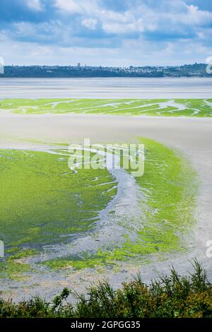 France, Côtes d'Armor, Hillion, vue sur la réserve naturelle de la baie de Saint-Brieuc depuis le sentier de randonnée GR 34 ou le sentier douanier, présence d'algues vertes Banque D'Images