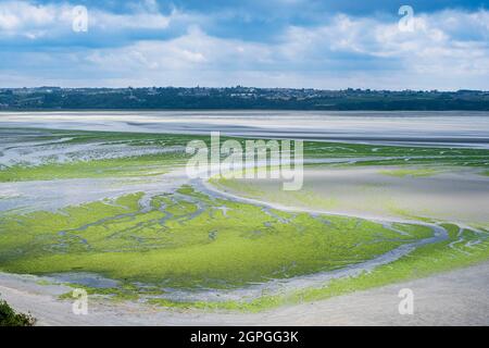 France, Côtes d'Armor, Hillion, vue sur la réserve naturelle de la baie de Saint-Brieuc depuis le sentier de randonnée GR 34 ou le sentier douanier, présence d'algues vertes Banque D'Images