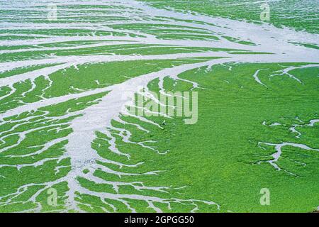 France, Côtes d'Armor, Hillion, vue sur la réserve naturelle de la baie de Saint-Brieuc depuis le sentier de randonnée GR 34 ou le sentier douanier, présence d'algues vertes Banque D'Images