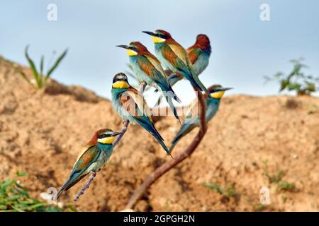 France, Doubs, Osselle, faune, animal sauvage, Oiseau, Coraciiforme, European Bee-eater (Merops apiaster), reproduction, carrière de sable, Banque D'Images