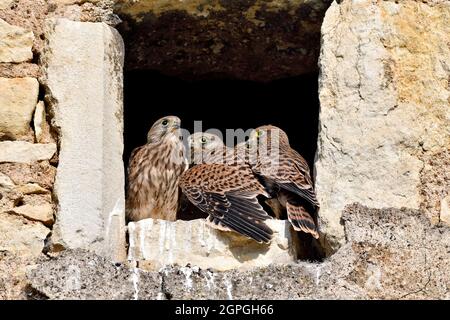 France, Doubs, faune, oiseaux, animaux sauvages, le rapaleur diurne, falcon, nichée dans la lucarne d'une ferme, poussins Banque D'Images