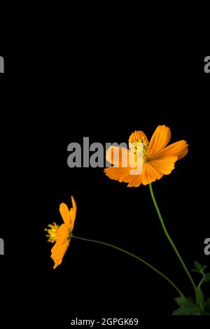 coreopsis, souvent appelé calliopsis ou tickseed, fleurs d'orange vif isolées sur fond noir Banque D'Images
