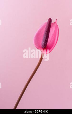 fleur unique d'anthurium, également connue sous le nom de fleur de tavelon, flamants roses et laceleaf, en forme de goutte d'eau, fleur de couleur rose avec spadix rouge foncé isolé Banque D'Images