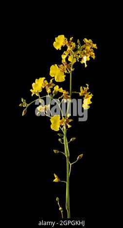fleur d'orchidées dansante, également connue sous le nom d'oncidium ou poupée dansante ou orchidées de douche dorées, fleur jaune vif isolée sur fond noir Banque D'Images