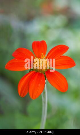 tournesol mexicain orange vif ou marigold d'arbre ou tournesol mexicain ou tournesol japonais, sur fond naturel, en gros plan Banque D'Images