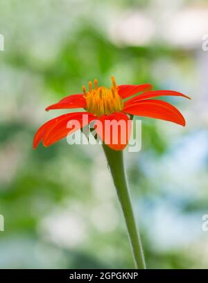 tournesol mexicain orange vif ou marigold d'arbres ou tournesol mexicain ou tournesol japonais, vue latérale sur un fond naturel, vue rapprochée Banque D'Images